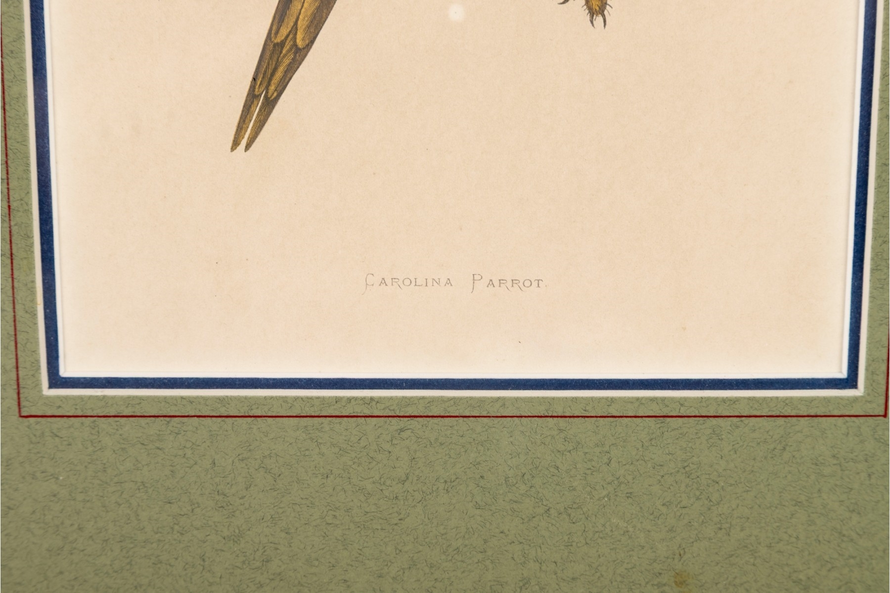 Artwork by A.F. Lydon, Carolina Parrot, Made of Engraving