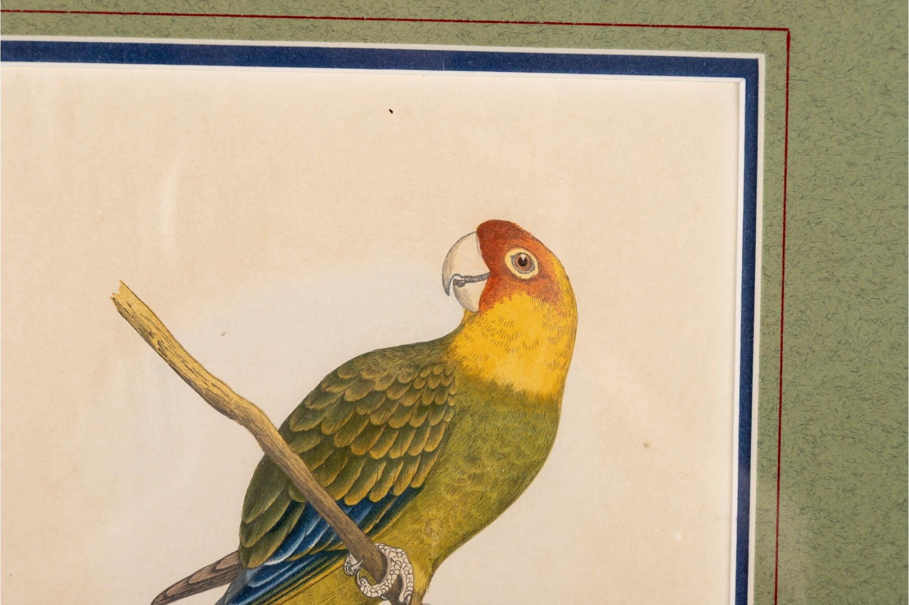 Artwork by A.F. Lydon, Carolina Parrot, Made of Engraving