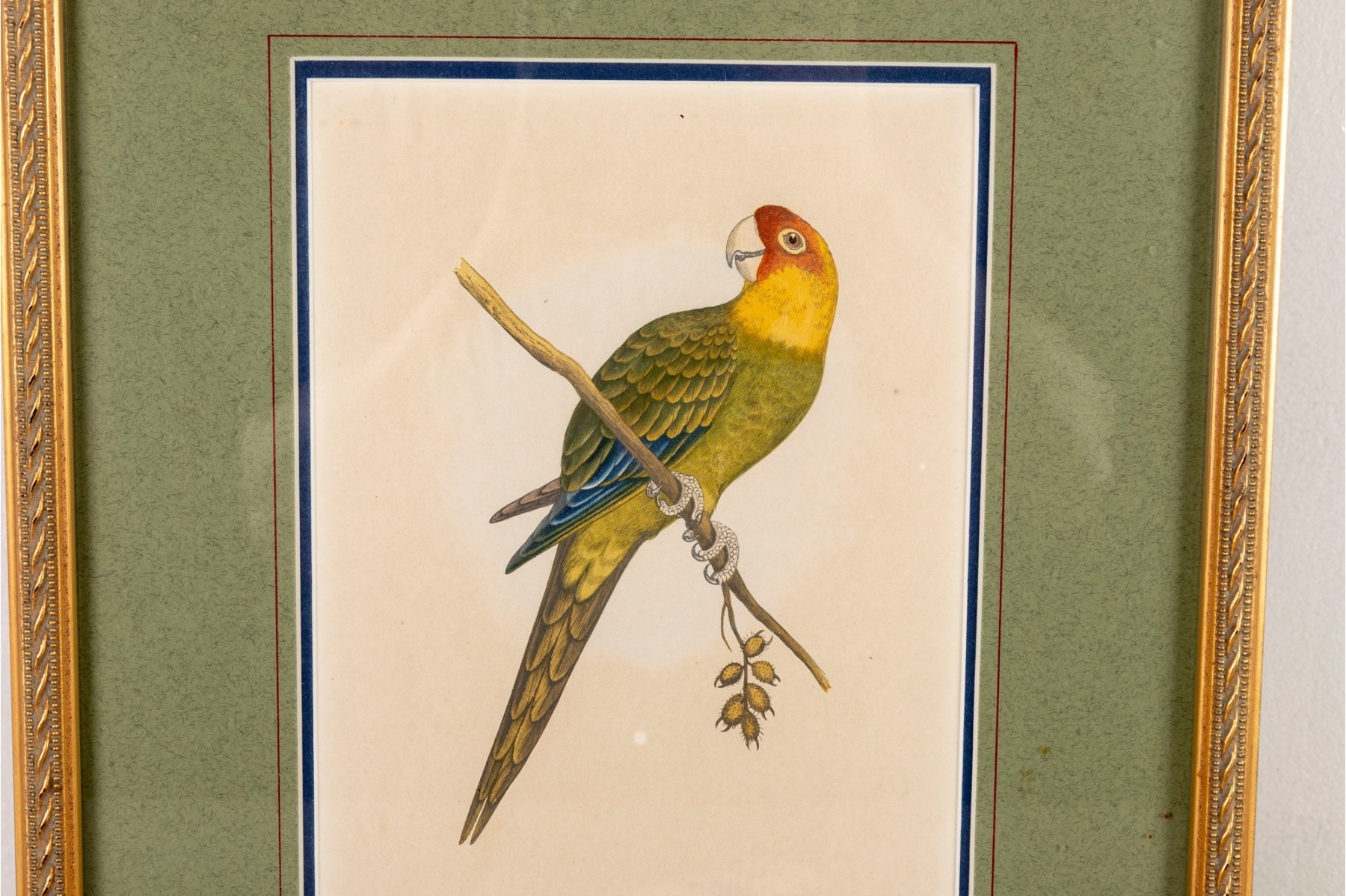 Artwork by A.F. Lydon, Carolina Parrot, Made of Engraving