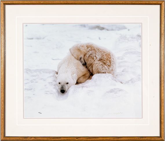 Polar Bear Cub And Mother - Thomas Mangelsen