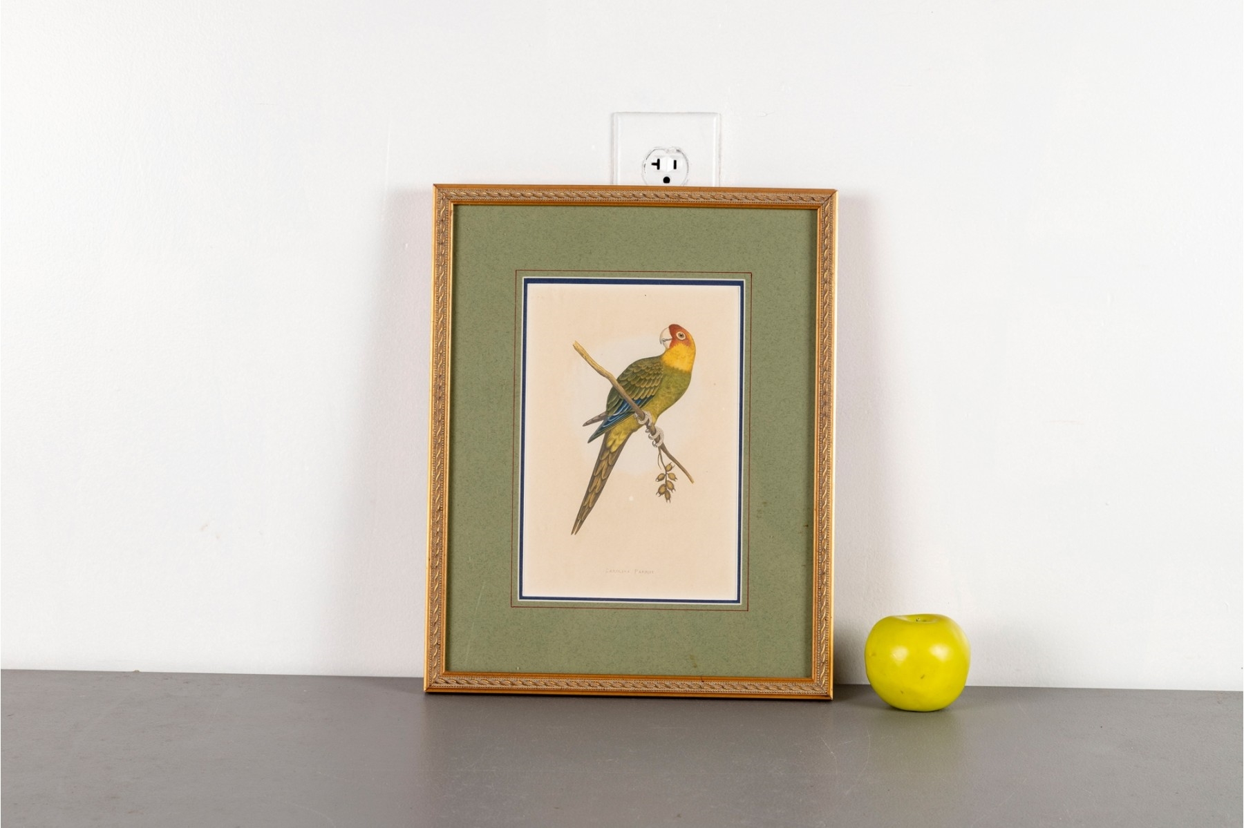 Artwork by A.F. Lydon, Carolina Parrot, Made of Engraving