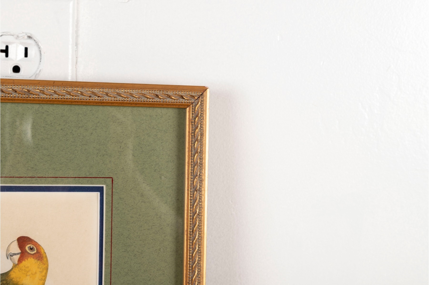 Artwork by A.F. Lydon, Carolina Parrot, Made of Engraving