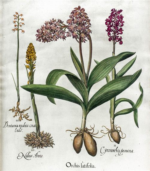 Basilius Besler | Orchids (1613) | MutualArt