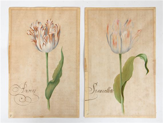 Tulip - Balthasar van der Ast