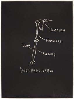Posterior View, from Anatomy - Jean-Michel Basquiat