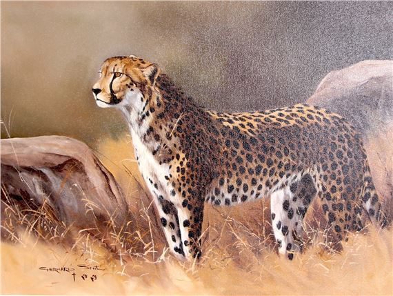 CHEETAH - Gerhard Smit