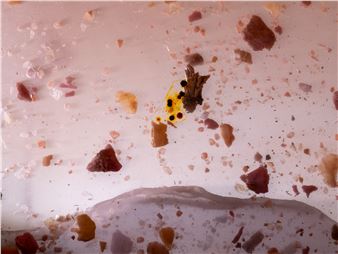 Kellie Bornhoft: Touchstone - Utah Museum of Contemporary Art