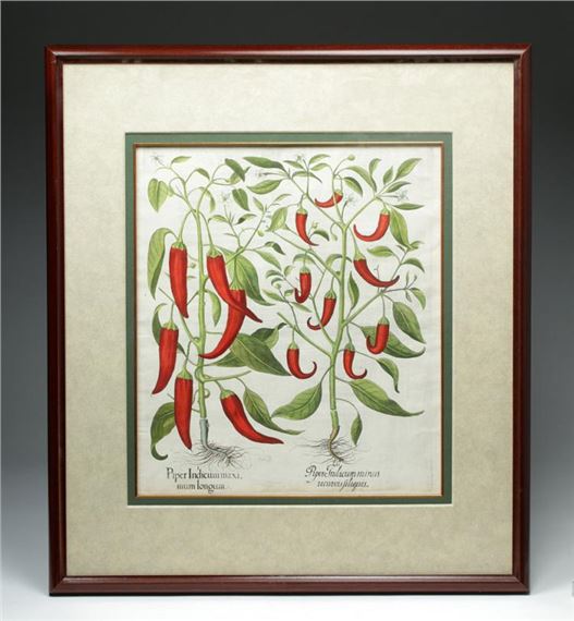17th C. Besler Botanical Engraving - Peppers by Basilius Besler, 1613 CE