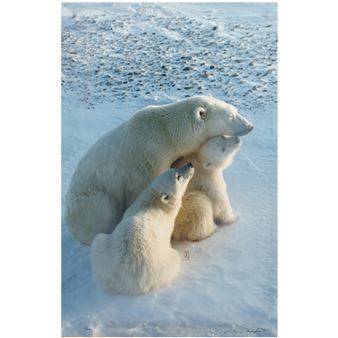 Mother's Love, Polar Bears - Thomas Mangelsen