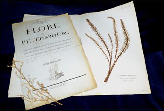 Herbarium: Flore de Petersbourg - Brighton Museum & Art Gallery