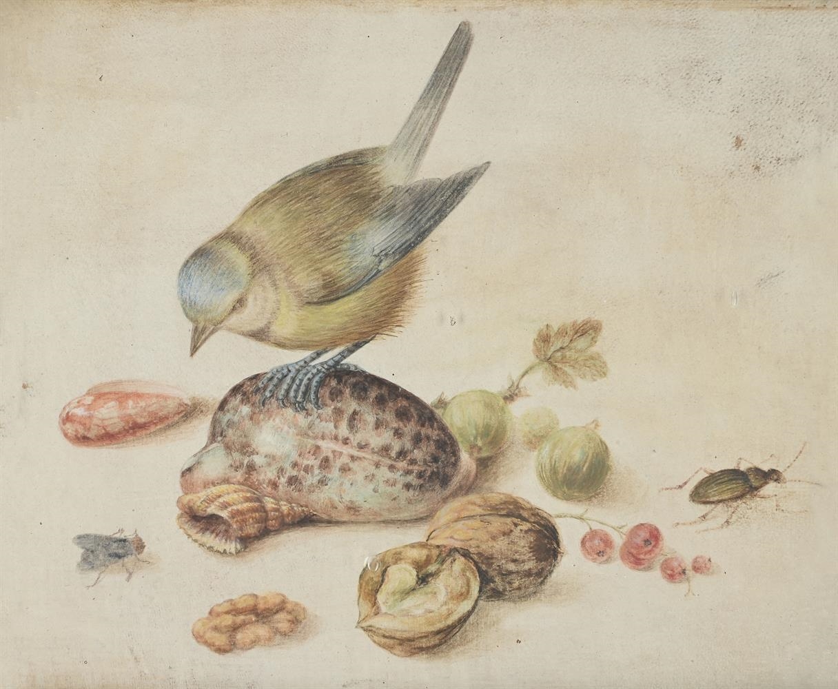 Artwork by Georg Flegel, STILL LIFE WITH BLUE TIT, SHELLS, FRUITS AND INSECT, Made of Watercolour On Vellum Laid To Panel