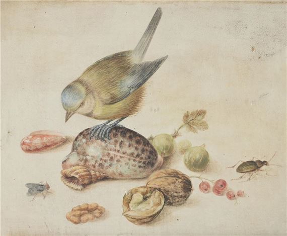 STILL LIFE WITH BLUE TIT, SHELLS, FRUITS AND INSECT - Georg Flegel
