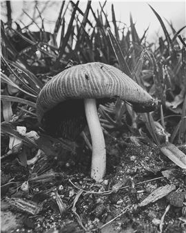 Fertility, decay and renewal in Ying Ang’s Fruiting Bodies – in pictures