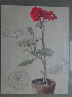 Geranium