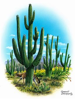 Saguaro - Gordon Drummond
