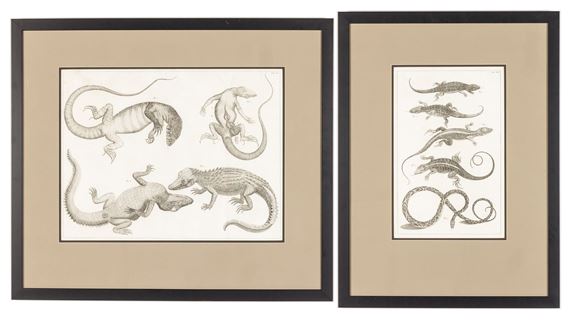 Lizard & Crocodile Etchings by Albertus Seba