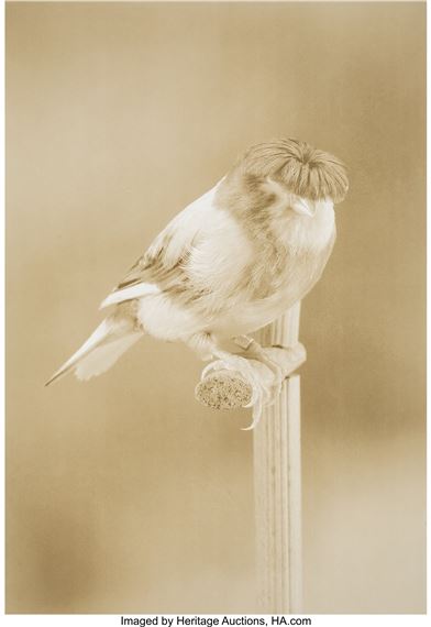 Canaries (complete with 9 works) - Carsten Höller