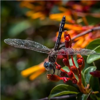 2025 Youth Photography Exhibit - Marblehead Arts Association