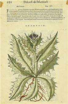 ACANTHIO - Pietro Mattioli