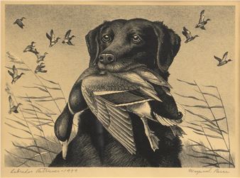 Labrador Retriever - Maynard Reece