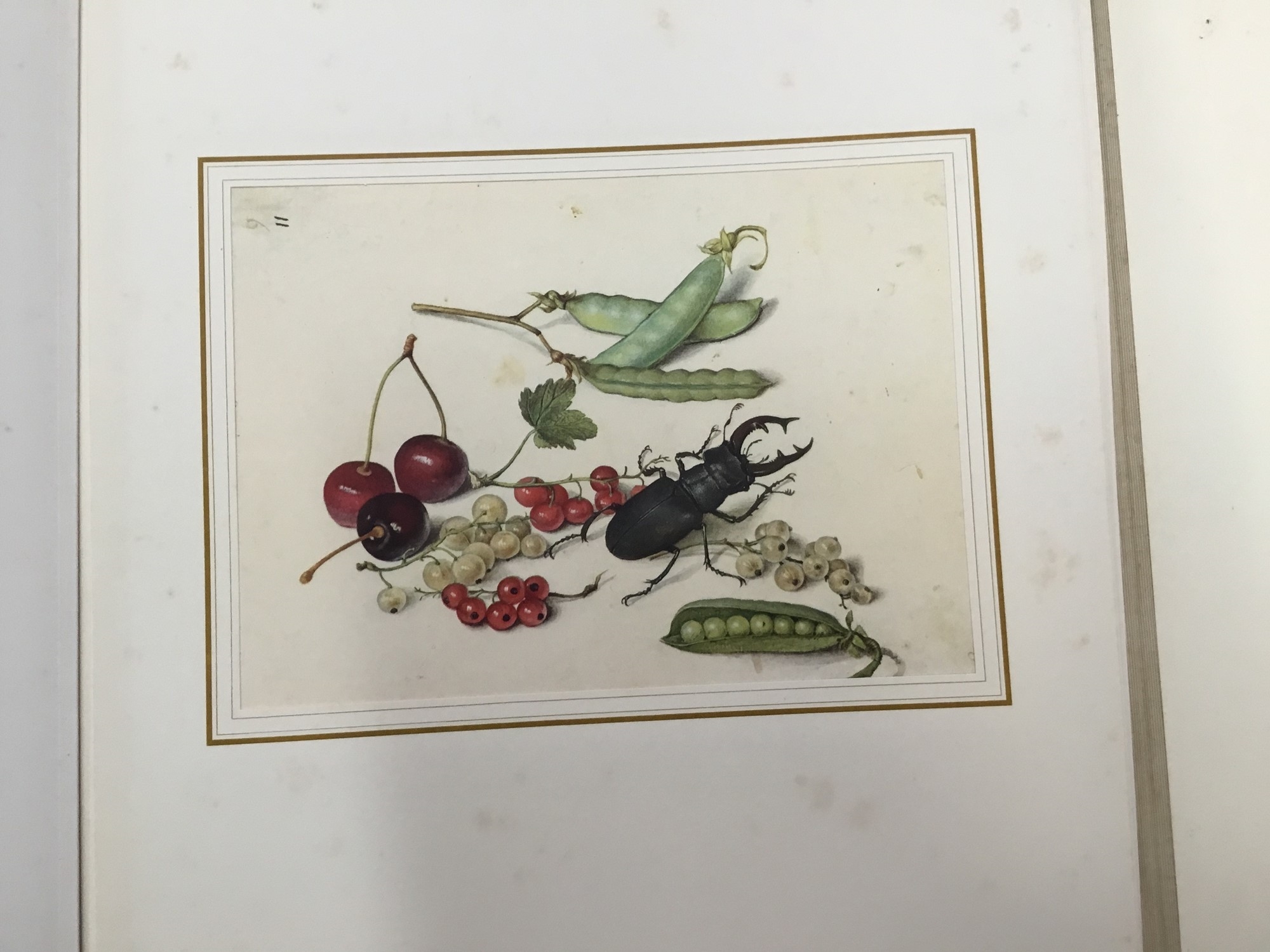 Artwork by Georg Flegel, After Georg Flegel, a presentation folio containing six mounted prints, probably 1950s