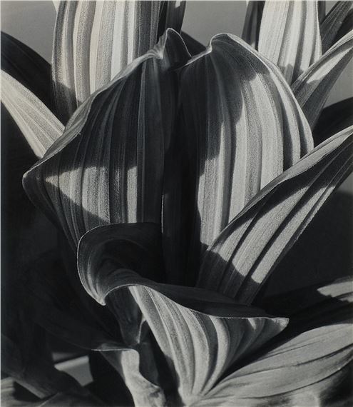 False Hellebore - Imogen Cunningham