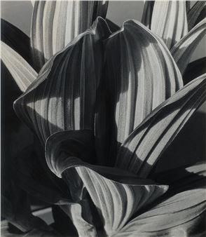False Hellebore - Imogen Cunningham