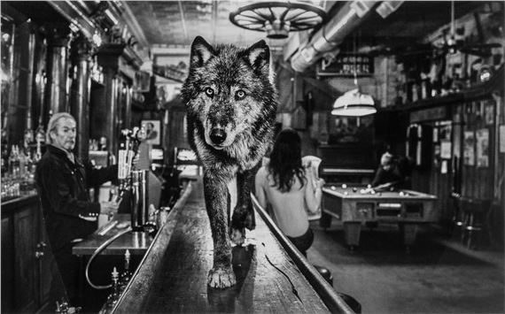 A wolf standing on top of a bar next to a pool table.