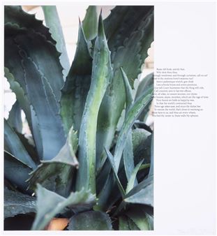 John Donne/Agave, Berlin Collage - Wolfgang Tillmans