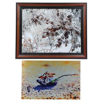 Deconstructing a Cicada - Natalie Ingle