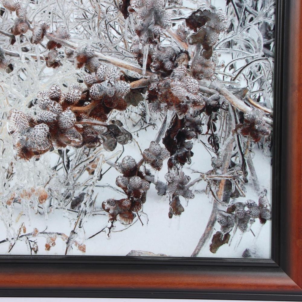 Artwork by Natalie Ingle, Deconstructing a Cicada, Made of Print On Aluminum