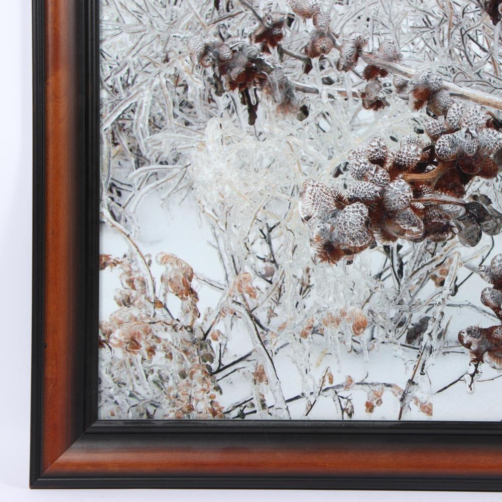 Artwork by Natalie Ingle, Deconstructing a Cicada, Made of Print On Aluminum