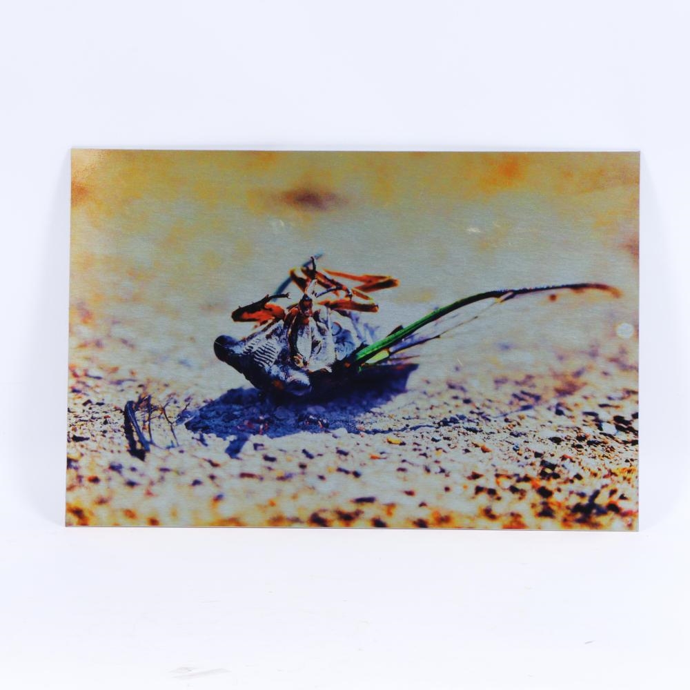 Artwork by Natalie Ingle, Deconstructing a Cicada, Made of Print On Aluminum