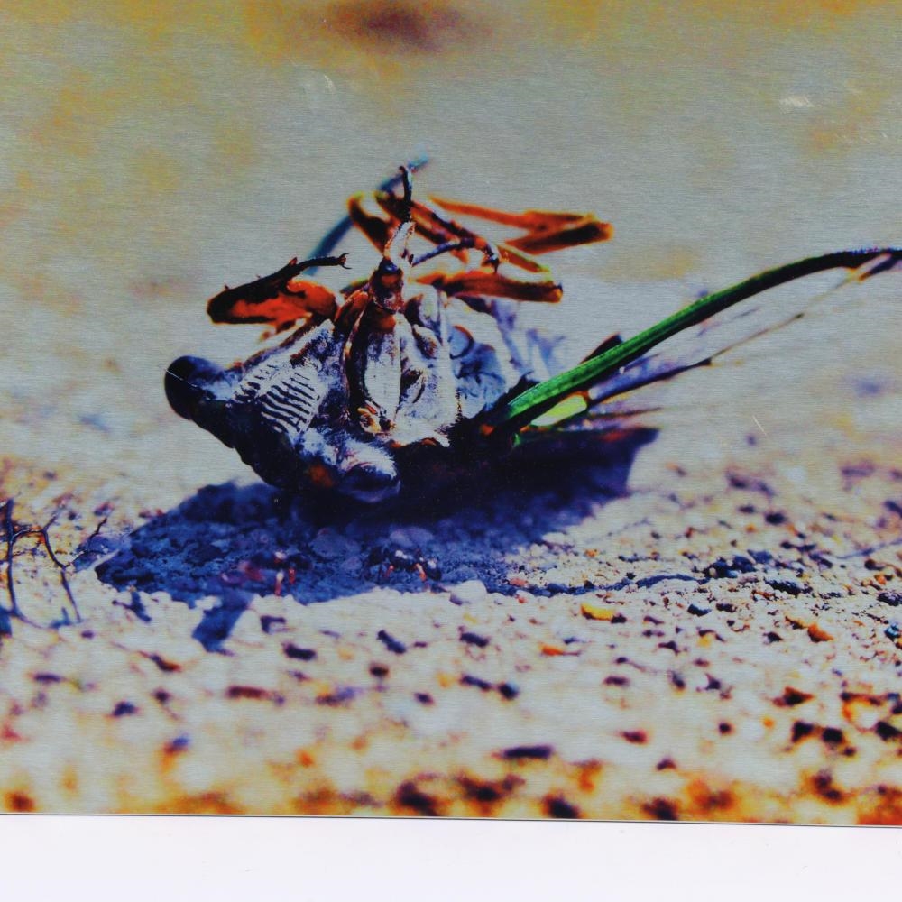Artwork by Natalie Ingle, Deconstructing a Cicada, Made of Print On Aluminum
