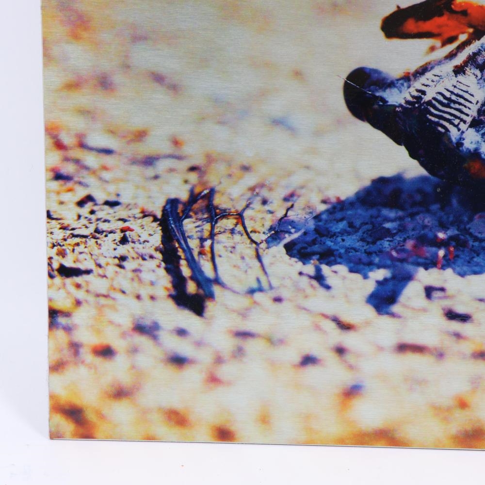 Artwork by Natalie Ingle, Deconstructing a Cicada, Made of Print On Aluminum