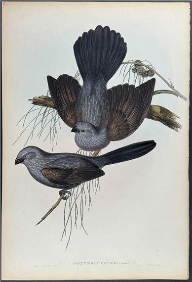 John Gould | Birds of Australia (1840 - 1869) | MutualArt