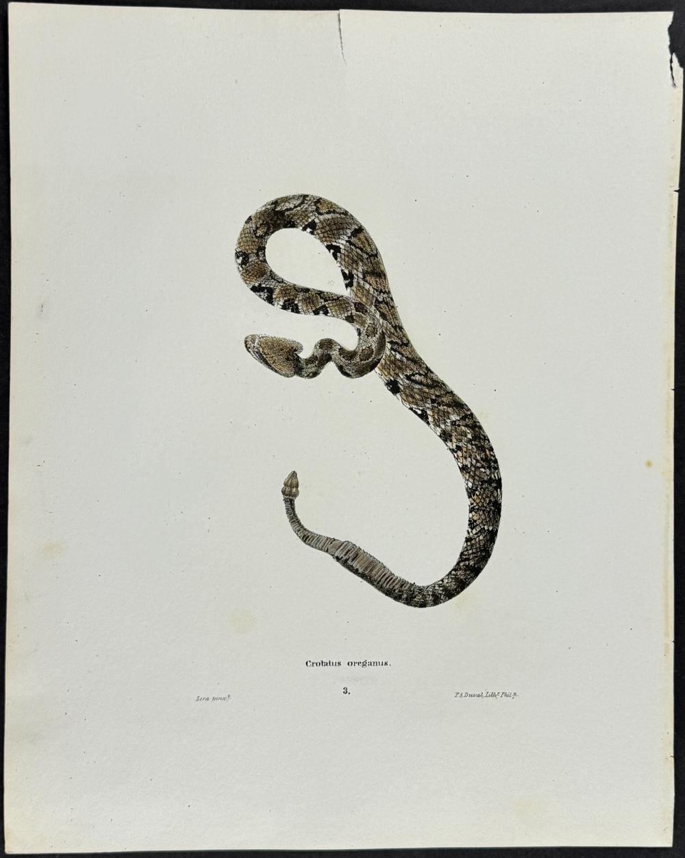 John Edwards Holbrook | Pair of Snake Lithographs (1842) | MutualArt
