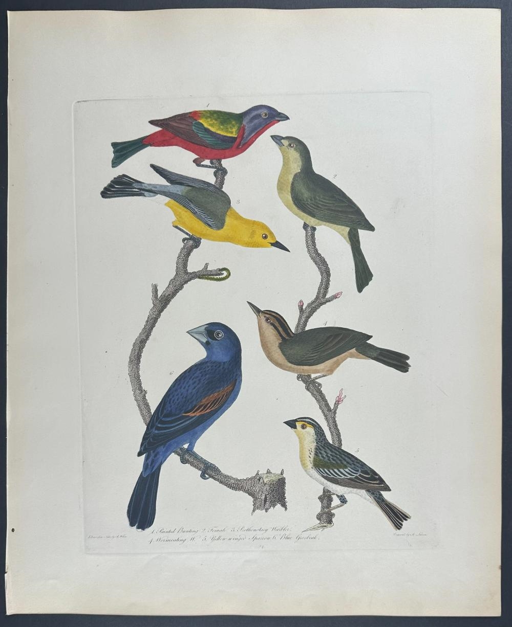 Alexander Wilson | American Ornithology; or the Natural History of the ...