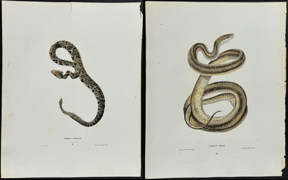John Edwards Holbrook | Pair of Snake Lithographs (1842) | MutualArt