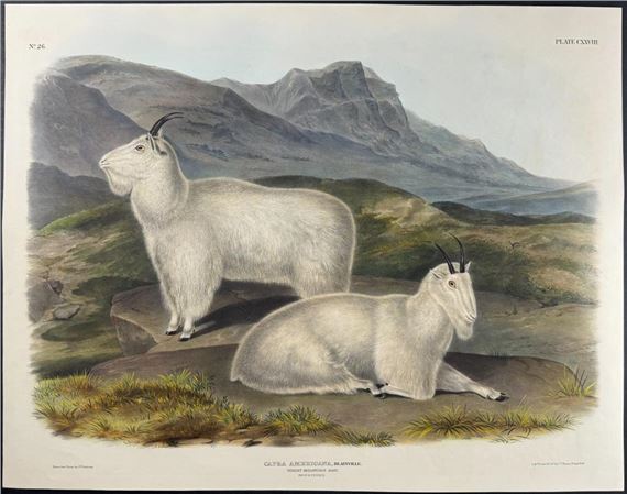 Rocky Mountain Goat by John James Audubon, 1845-1851
