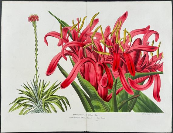 Louis van‏ Houtte‏ | Gymea Lily, Native to Australia (1845 - 1883 ...