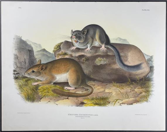 Rocky Mountain Neotoma by John James Audubon, 1845-1851