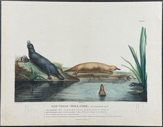 Platypus - François Péron
