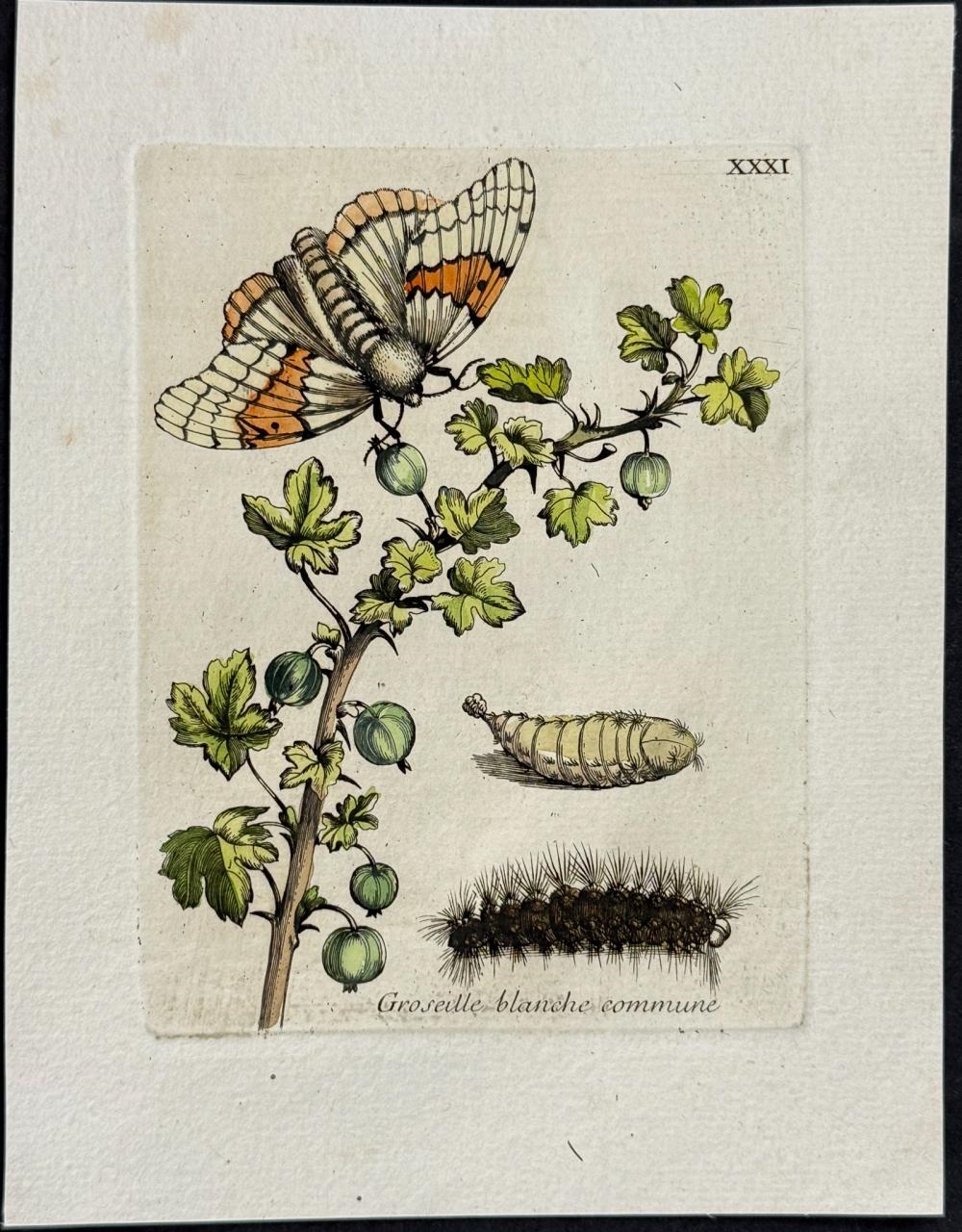 Artwork by Maria Sibylla Merian, Currant & Moth Metamorphosis, Made of Engraving With Professional Hand-Coloring