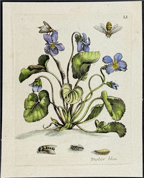 Violet & Bees by Maria Sibylla Merian, 1771