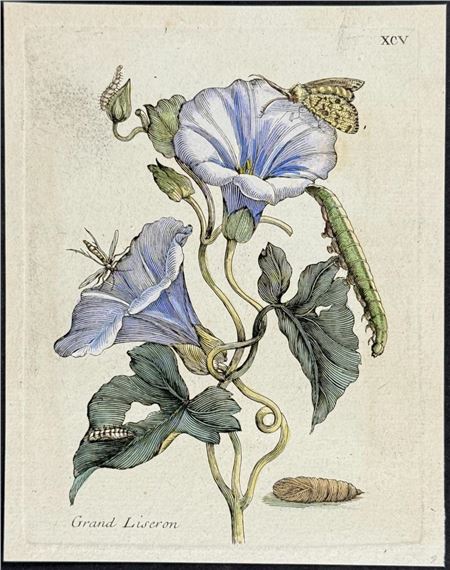 Bindweed & Moth Metamorphosis