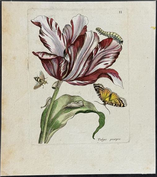Tulip, Bee, & Moth Metamorphosis by Maria Sibylla Merian, 1771