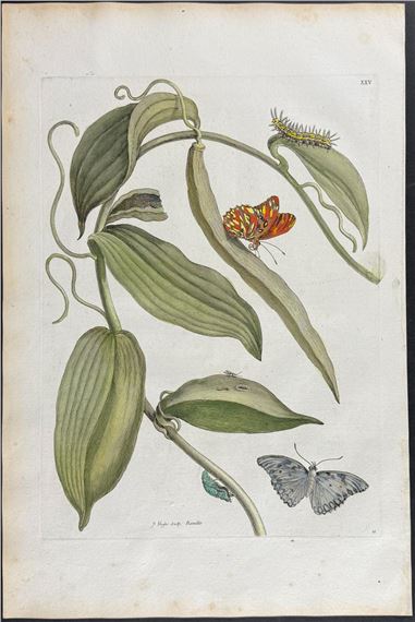 Vanilla Plant with Butterfly Metamorphosis by Maria Sibylla Merian, 1771