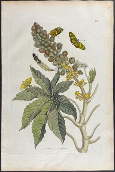 Castor Plant (Ricinus) with Butterfly Metamorphosis