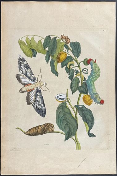 Soursop with Moth Metamorphosis by Maria Sibylla Merian, 1771
